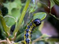 Buchsbaumzünsler Raupe